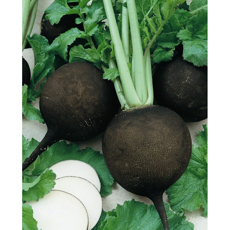 RAISE ME UP: Seeds Black Spanish Round Radish Non GMO