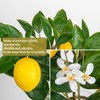 Oairse Artificial Plant Lemon