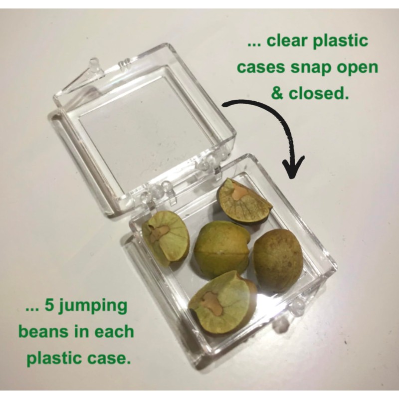 30 Live Mexican Jumping Beans: 6 Cases With 5 Beans