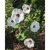 WHITE HIBISCUS MOSCHEUTOS (SWAMP ROSE-MALLOW) 20 SEEDS ( FRESH 2023