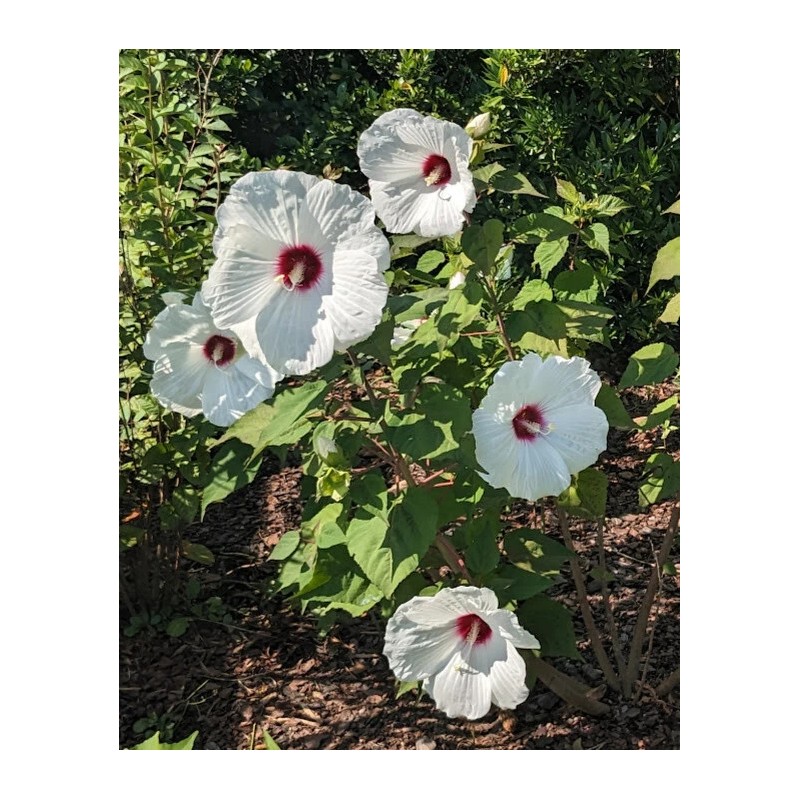 WHITE HIBISCUS MOSCHEUTOS (SWAMP ROSE-MALLOW) 20 SEEDS ( FRESH 2023