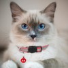 Hepplly 6-Pack Cat Collars Quick Release Reflective Kitten Collar with