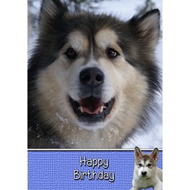 Alaskan Malamute Birthday Card