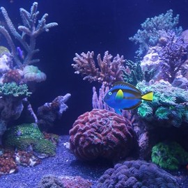 Petta Aquarium Decor,Floating Glow in The Dark Blue Tang Ornament Decoration for Aquarium Fish Tank