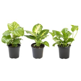 Essential Houseplant Collection (3PK) Live Plants Indoor Plants Live Houseplants in Plant Pots, Easy House Plants Indoors Live, Snake Plant, Pothos in Potting Soil, Clean Air Plants by Plants for Pets