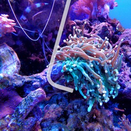 KABASI Coral Feeder Fish Feeder Waste Clean Tool, 50ml Manual Acrylic Pipette Suction Dropper with 2PCS Extension Pipes for Fish Tank Cleaning, Water Changer Waste Remover for Aquarium