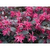 1 Daruma Dwarf Loropetalum Chinese Fringe Live Plant 3 Gallon