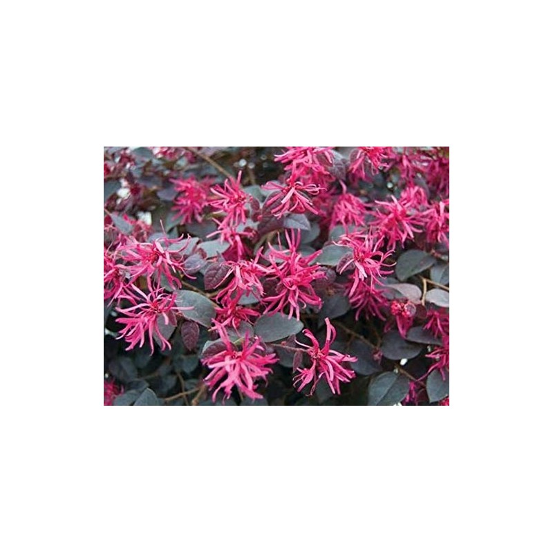 1 Daruma Dwarf Loropetalum Chinese Fringe Live Plant 3 Gallon