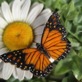 Vivid Arts - Hängendes weißes Gänseblümchen mit Schmetterling – Gartendekoration – drinnen und draußen