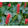 Lanka Flavors Feel Different Costus Igneus Powder 2.11 Oz/ 60g