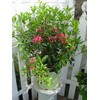 American Beauties Native Plants - Kalmia lat. 'Pink Charm' (Mountain