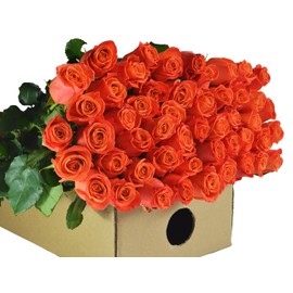 Blooms2Door 50 Orange Roses (Farm-Fresh, Long Stem - 50cm) - Farm Direct Wholesale Fresh Flowers