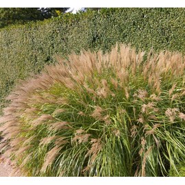 Miscanthus Adagio Grass | 1 Extra Large 3 Gallon Plants | Miscanthus sinensis 'Adagio' | Elegant Ornamental | Garden Accent