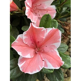 Encore Azalea® Autumn Sunburst™ Rhododendron 'Roblet' PP25072 (3 Gallon)