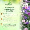 Outsidepride Dwarf Polka Dot Mix Cornflower Seeds - 1000 Pcs.