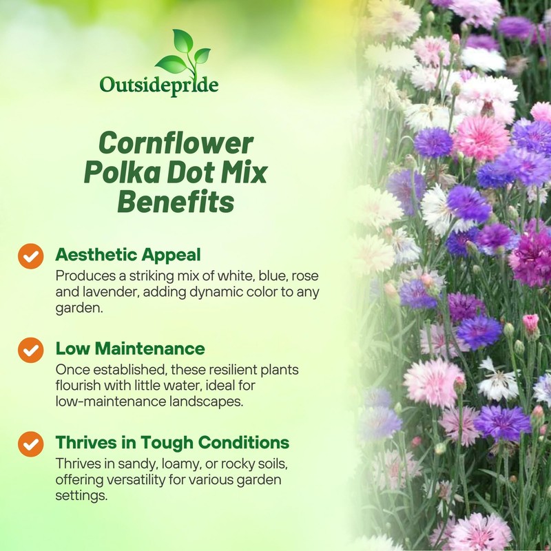 Outsidepride Dwarf Polka Dot Mix Cornflower Seeds - 1000 Pcs.