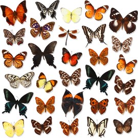 Thyle 30 Pcs Taxidermy Butterfly Real Butterfly Specimen Artwork Material Decor Natural Unmounted Butterfly Collection Assorted Taxidermy Animals for Entomology Craft Home Office Display Artwork