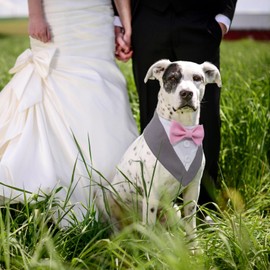 LiebeDD Dog Neckerchief, Grey Bow Tie, Dog Pet Triangular Scarf, Dog Tuxedo Bandana, Adjustable Dog Costume, Formal Dog Wedding Outfit for Birthday Party, XL