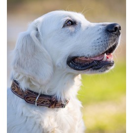 Unique Leather Dog Collar with Hand-Carved Stamping Patterns / Ornaments - Buffalo Leather Collar - Padded Dog Leather Collar Alexey (XL (48.0-58.0 cm))