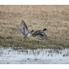 Primos Hunting Teal Call, Specialized Waterfowl Call for Duck Hunting
