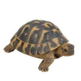 Vivid Arts Hermann Tortoise (Size F)
