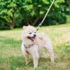 BEAUTYZOO Small Dog Harness and Leash Set,Step in No Choke