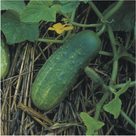 Seed Needs, Bush Pickle Cucumber Seeds - 30 Heirloom Seeds for Planting Cucumis sativus - Non-GMO & Untreated to Plant an Outdoor Vegetable Garden (1 Pack)