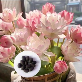 20 Pcs Mix Bonsai Bowl Lotus Seeds, Water Lilys Flower Plant, Lotus Seeds for Planting Water Features Mixed Color