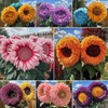 700+ Sunflower Seeds for Planting - Giant Teddy Bear Sunflower