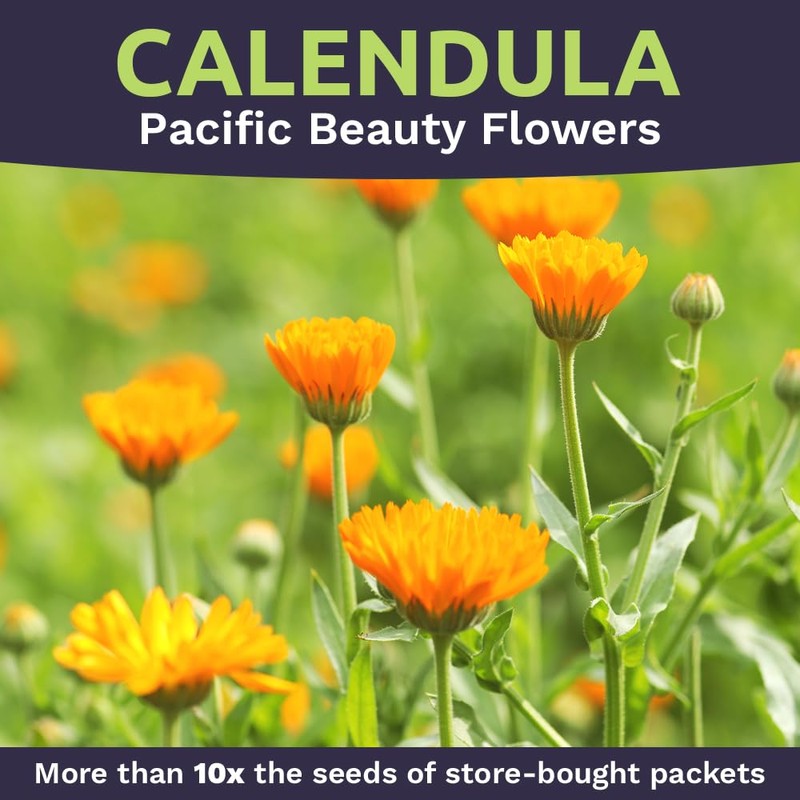 Calendula ‘Pacific Beauty Mix’ – Extra Large Packet – Over