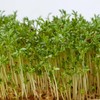 Todd’s Seeds - Alfalfa Sprouting Seeds - Easy to Grow