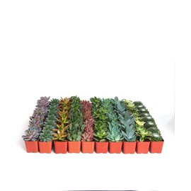 Shop Succulents | Assorted Collection | Variety Set of Hand Selected, Fully Rooted Live Indoor Succulent Plants, 100-Pack