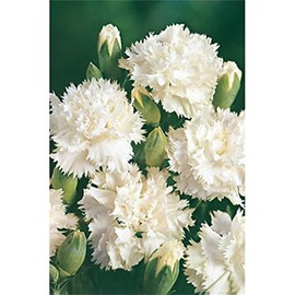 Rare Flower Seeds 200+ Jeanne Dionis White French Carnation Seeds