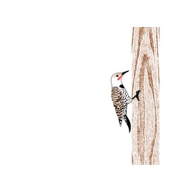 Lark Press Northern Flicker Blank Card, 3.5 X 4.75 (1)