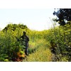 Pollen Ranch's Organic Fennel Pollen - Premium Quality Fennel Flowers