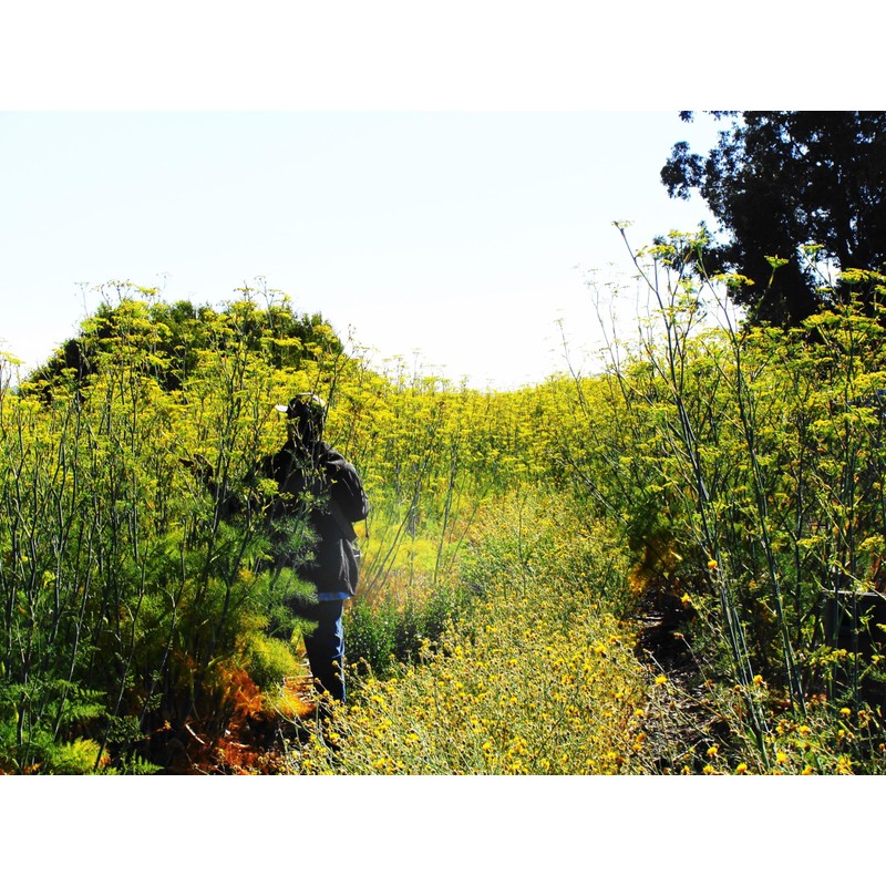 Pollen Ranch's Organic Fennel Pollen - Premium Quality Fennel Flowers