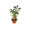 Ficus Microcarpa Ginseng - 4" from California Tropicals