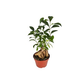Ficus Microcarpa Ginseng - 4" from California Tropicals