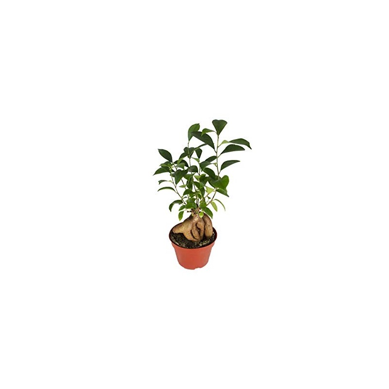 Ficus Microcarpa Ginseng - 4" from California Tropicals