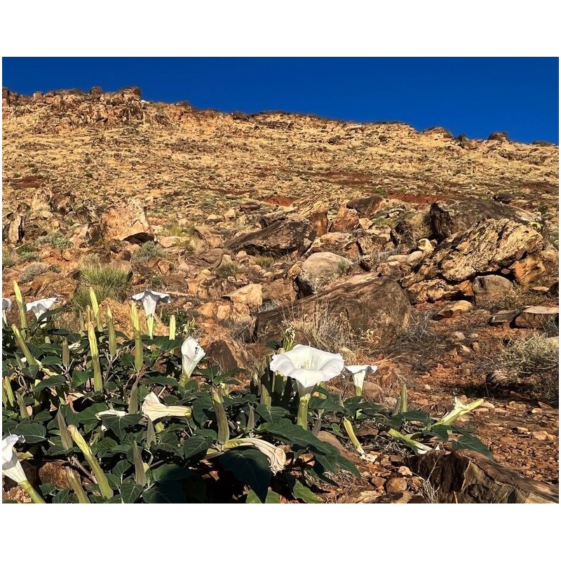 Toloache Wrightii Sacred Moonflower Moon Lily Angel's Trumpet Flower Premium