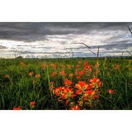 Wildflower Photography Print (Not Framed) Picture of Indian Paintbrush Bringing Color to Stormy Day in Oklahoma Country Wall Art Farmhouse Decor (16" x 20")