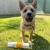 Shampoo en Seco para Perros y Cachorros - Sin Sulfatos