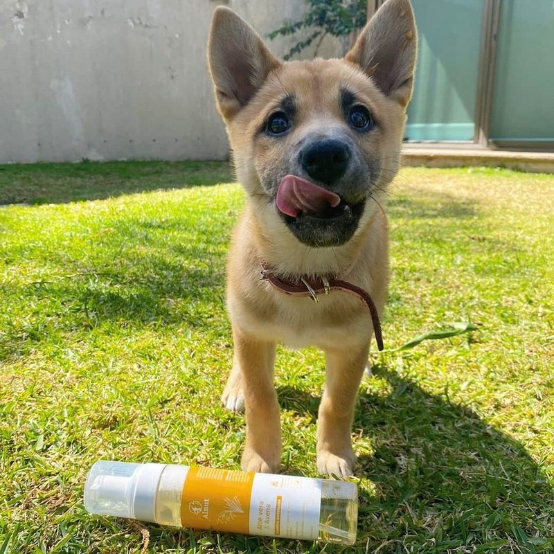 Shampoo en Seco para Perros y Cachorros - Sin Sulfatos