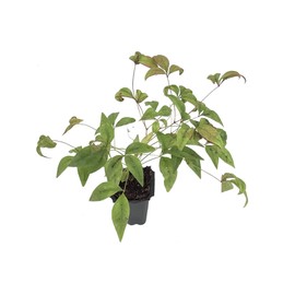 Firepower Heavenly Bamboo - 10 Live Plants - Nandina Domestica