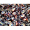 Sugar Free Peppermint Starlight Hard Candy Buttons - 1 lb
