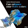 Premium Indian Almond Leave. Aquarium Decorations Size 6-9" Pack 50g(20-25
