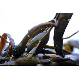 STARWEST BOTANICALS Organic Kelp Granules,1 Pound