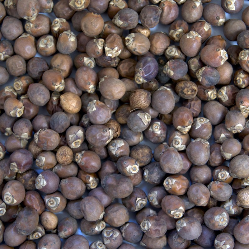 Palm Beach Medicinal Herbs - Royal Palm Tree (Roystonea regia)