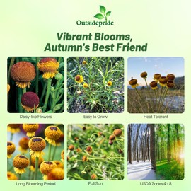 Outsidepride Autumn Lollipop Helenium Seeds - 500 Pcs Easy to Grow, Self-Sowing Perennial Flower Seeds for Planting with Attractive Blooms for Cut Flower Arrangements, Borders, & Pollinator Gardens