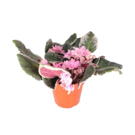 Saintpaulia - Violeta Africana surprise bloom - 4" from California Tropicals